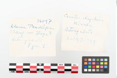 Foto von Astragal (NHMW-PRAE-024097)